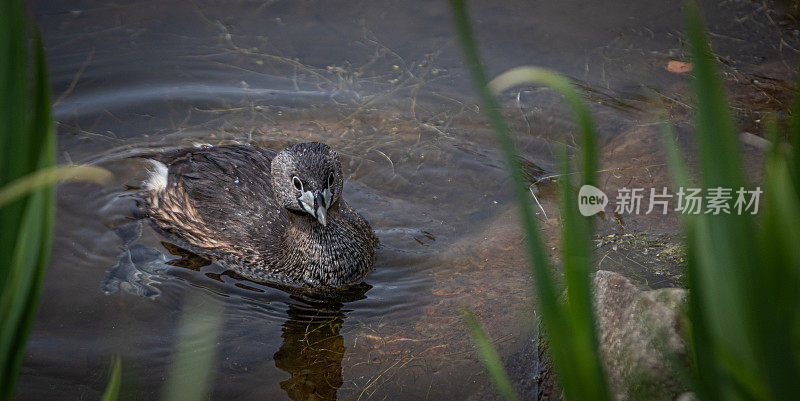 各种各样的账单grebe, pid -billed grebe, American dabchick。